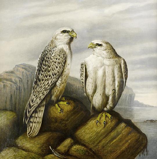 Joseph Wolf Gyr falcons on a rocky ledge